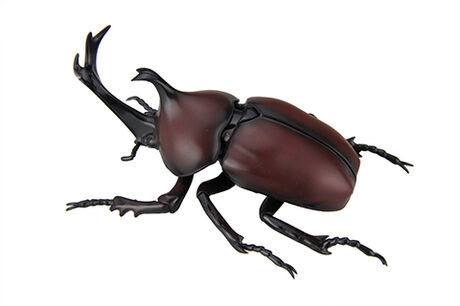 Fujimi Biology Edition Beetle [FI No.21] Plastic Model Kit